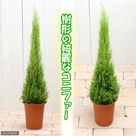 （観葉植物）ゴールドクレスト　ウィルマ　6号（1鉢）【HLS_DU】