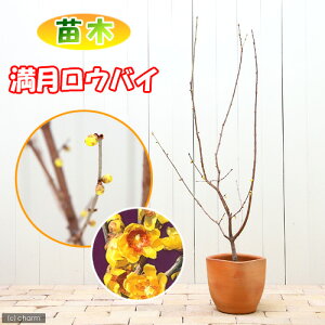 i~́jEoC@EoCiX~j@5`6i1|bgjixԁj