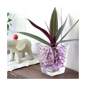 iϗtAj܂IAVXcƃXNGAOXS@p[v~bNXZbg@@@v[g