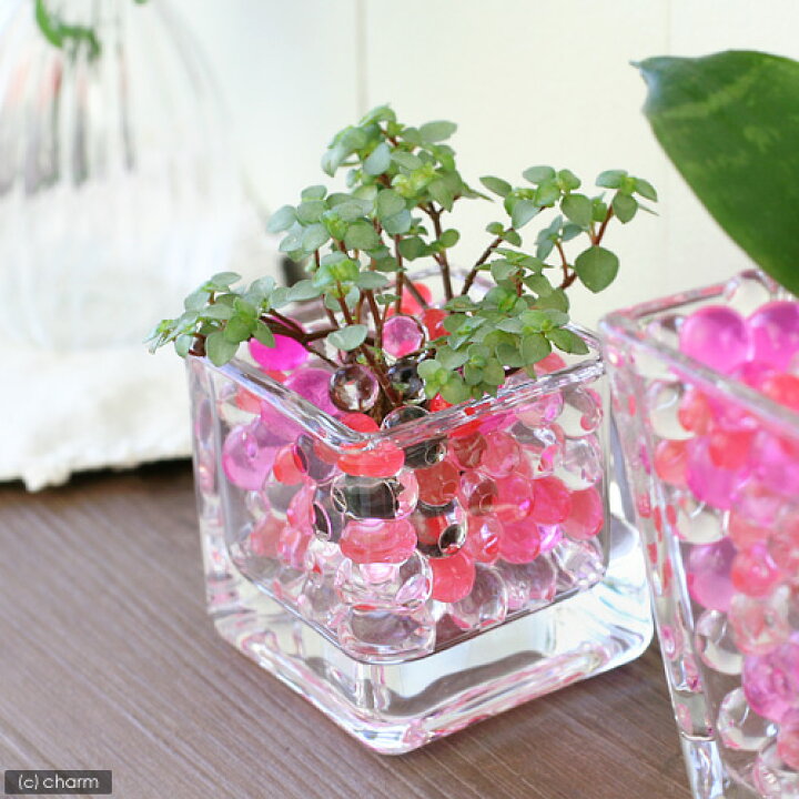 231円 【★超目玉】 観葉植物 おまかせオアシス苗とブロックグラスS パープルミックスセット 231円 【★超目玉】 観葉植物 おまかせオアシス苗とブロックグラスS パープルミックスセット