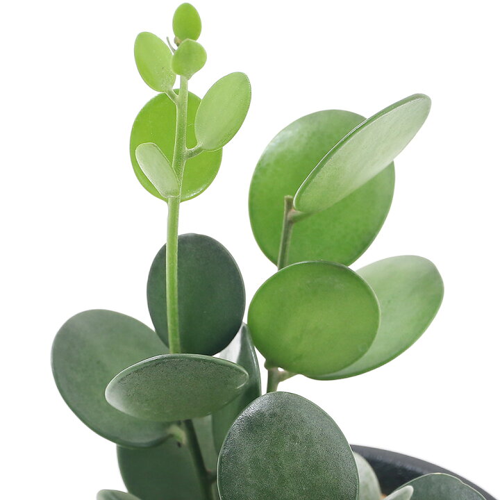 楽天市場】（観葉植物）グリーンドラム 3．5号（1鉢） : charm 楽天 