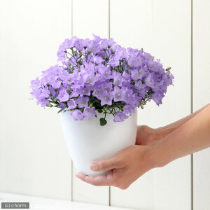 生花 カンパニュラの人気商品 通販 価格比較 価格 Com