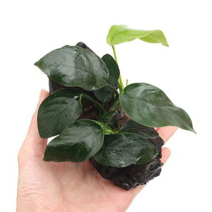 ijAkrAXii@؁@STCYitji1{ji15cmj