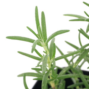 iϗtAjn[uc@[Y}[@fB[vu[@@3i1|bgj@ƒ؉