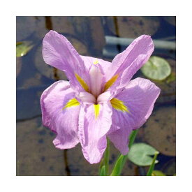 （ビオトープ）水辺植物　花菖蒲　プリマバレリーナ　薄桃色六英花（1ポット）【HLS_DU】
