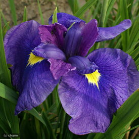 （ビオトープ）水辺植物　花菖蒲　初紫（ハツムラサキ）江戸系中輪藤色明紫三英花（1ポット）【HLS_DU】