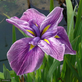 （ビオトープ）水辺植物　花菖蒲　夢の泉（ユメノイズミ）肥後系紫筋六英花（1ポット）【HLS_DU】