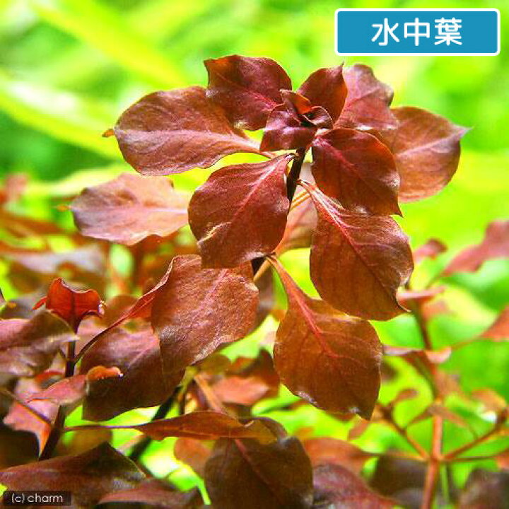 楽天市場 水草 ルドウィジアｓｐ スーパーレッド 水上葉 無農薬 ６本 Charm 楽天市場店