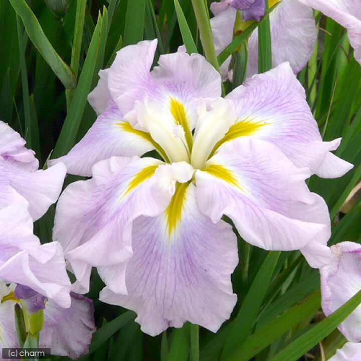 楽天市場 ビオトープ 水辺植物 花菖蒲 ピンクフロスト 薄桃色六英花 １ポット Charm 楽天市場店