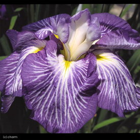 （ビオトープ）水辺植物　花菖蒲　舞扇（マイオウギ）肥後系紫地白筋六英花（1ポット）【HLS_DU】