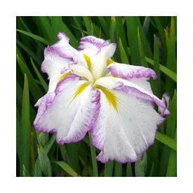 （ビオトープ）水辺植物　花菖蒲　麗月（レイゲツ）肥後系白地紫覆輪六英花（1ポット）【HLS_DU】