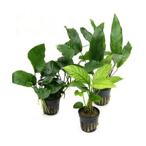 y12^5zIm21I1ő100@ij܂AkrAX@3Zbgiv3|bgj