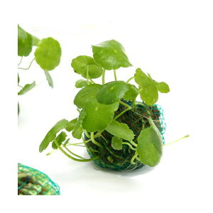 ijā@~j}bV[{[itji_ji1j