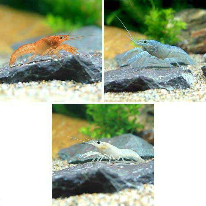 水草 ザリガニのおやつ おまかせ3種 鉛巻き水草 水草 ザリガニのおやつ おまかせ3種 鉛巻き水草