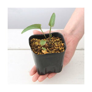 iR쑐jX~i俁jGr`X~iCV俁j2D5`3i1|bgjixԁj