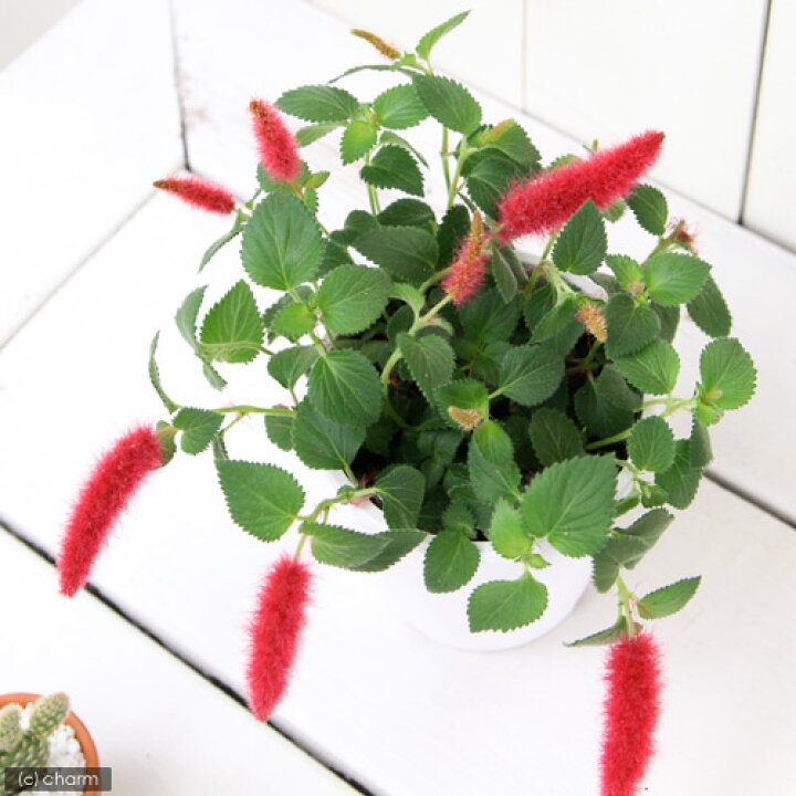 楽天市場 観葉植物 キャットテール 3 5 4号 1鉢 Charm 楽天市場店 楽天市場 観葉植物 キャットテール 3 5 4号 1鉢 Charm 楽天市場店