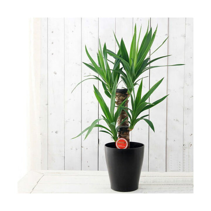 楽天市場 観葉植物 ユッカ 青年の木 ２本立 ６号 １鉢 Charm 楽天市場店