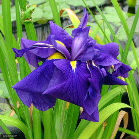 （ビオトープ）水辺植物　花菖蒲　鸞鳳（ランポウ）肥後系濃紫六英花（1ポット）【HLS_DU】