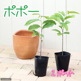 （観葉植物）果樹苗　ポポー　3．5号（2ポット）　家庭菜園【HLS_DU】