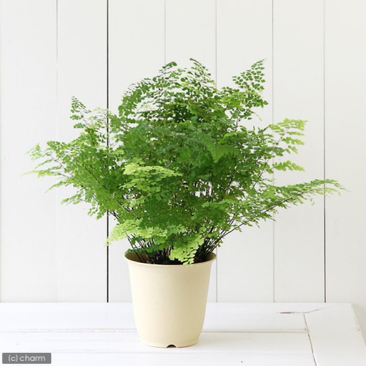 楽天市場 観葉植物 アジアンタム ５号 １鉢 Charm 楽天市場店