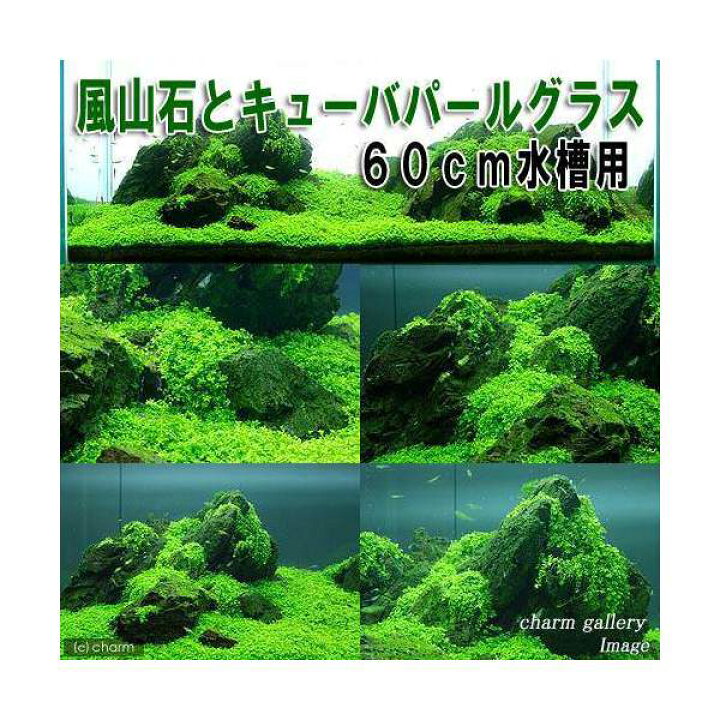 楽天市場 水草 風山石とキューバパールグラス ６０ｃｍ水槽用レイアウトセット 水上葉 無農薬 本州四国限定 Charm 楽天市場店