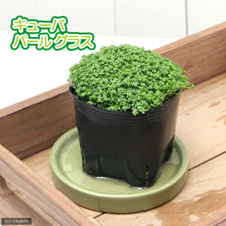 楽天市場 水草 風山石とキューバパールグラス ６０ｃｍ水槽用レイアウトセット 水上葉 無農薬 本州四国限定 Charm 楽天市場店