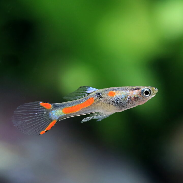 楽天市場 熱帯魚 エンドラーズ ライブベアラー 国産グッピー 3ペア 北海道 九州 沖縄航空便要保温 Charm 楽天市場店 楽天市場 熱帯魚 エンドラーズ ライブベアラー 国産グッピー 3ペア 北海道 九州 沖縄航空便要保温 Charm 楽天市場店