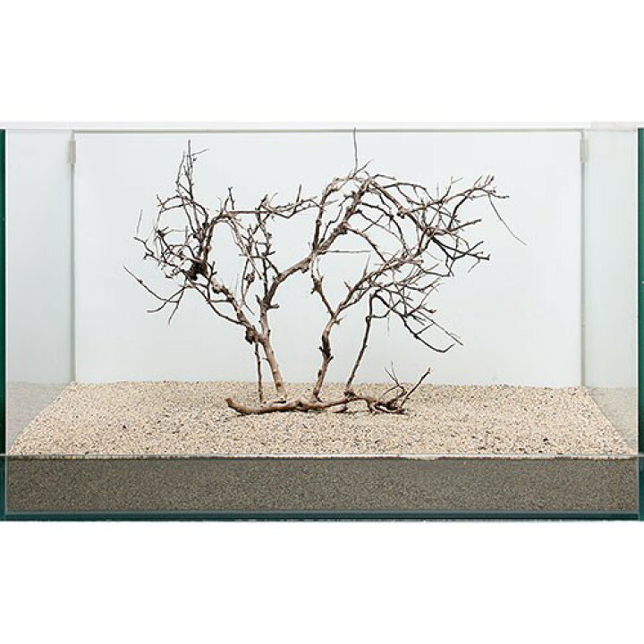 楽天市場 一点物 ブルームウッド ６０ｃｍ水槽用 ８６１８８５ 関東当日便 Charm 楽天市場店