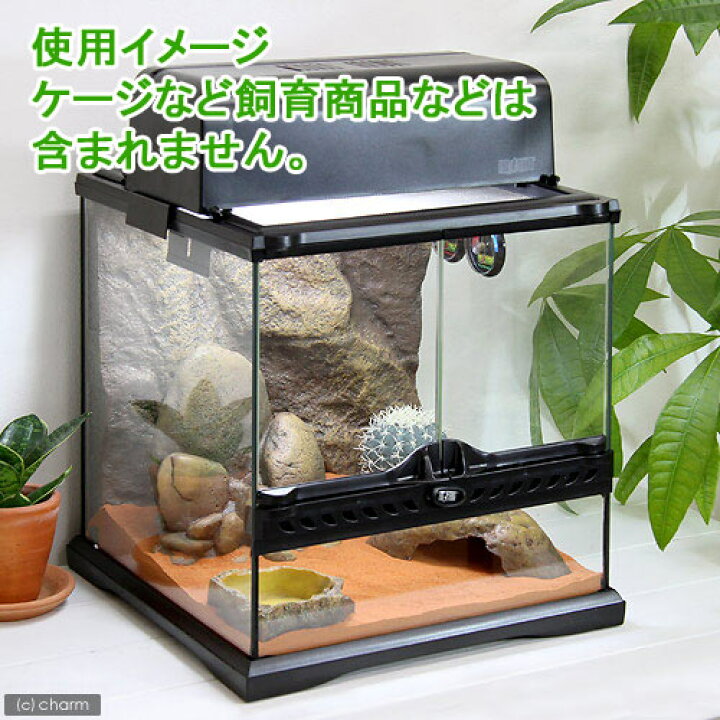 楽天市場】GEX エキゾテラ デザートサンド レッド 3kg 爬虫類 底 