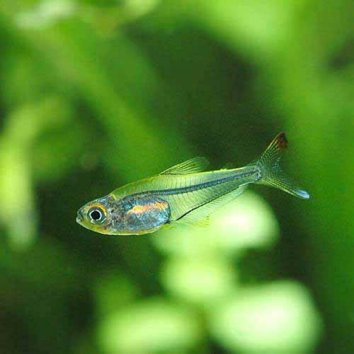 店 熱帯魚 ミクロラスボラ ブルーネオン ４匹 北海道航空便要保温 Shipsctc Org