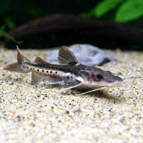 楽天市場】タイガーシャベルノーズ（熱帯魚・アクアリウム｜ペット 