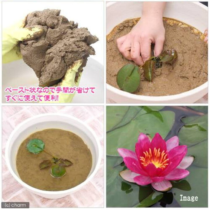 楽天市場 パッケージなし 手練りスイレンとハスの土 2kg 水生植物専用培養土 Charm 楽天市場店 楽天市場 パッケージなし 手練りスイレンとハスの土 2kg 水生植物専用培養土 Charm 楽天市場店