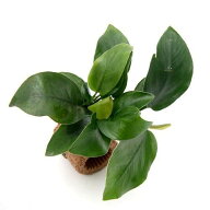 （水草）ライフマルチ（茶）アヌビアスナナ（水上葉）（1個）