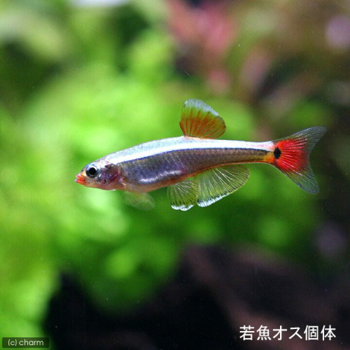 世界の人気ブランド 熱帯魚 ゼブラ ダニオ １０匹 北海道航空便要保温 Champagne Dissaux Brochot Com