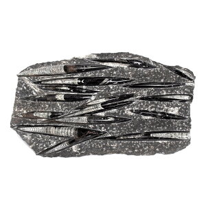 _@bRY@p΁@I\ZX̌Q΁@47×27cm@@880305@֓