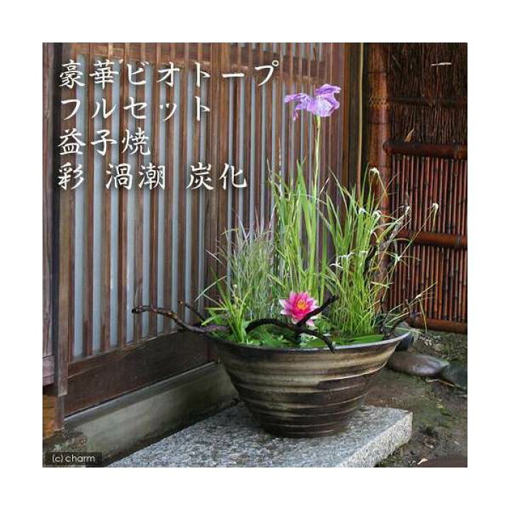 楽天市場 ビオトープ めだか 豪華ビオトープフルセット ビオ植物１０種 睡蓮鉢 スイレン鉢 益子焼 彩 ｓａｉ 渦潮 炭化 本州四国限定 Charm 楽天市場店