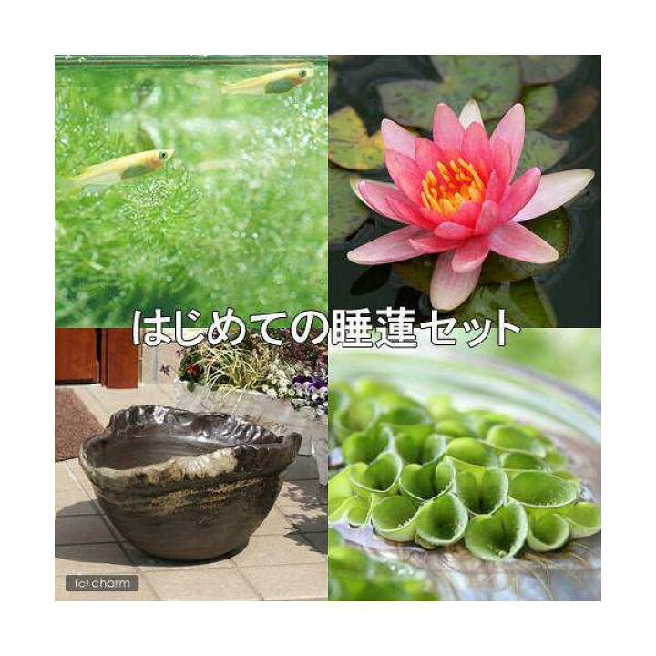 楽天市場 ビオトープ めだか はじめての睡蓮セット メダカ付 姫睡蓮 スイレン 桃 益子焼 彩 炭化 ヒメダカ 浮草他 説明書付 本州四国限定 Charm 楽天市場店