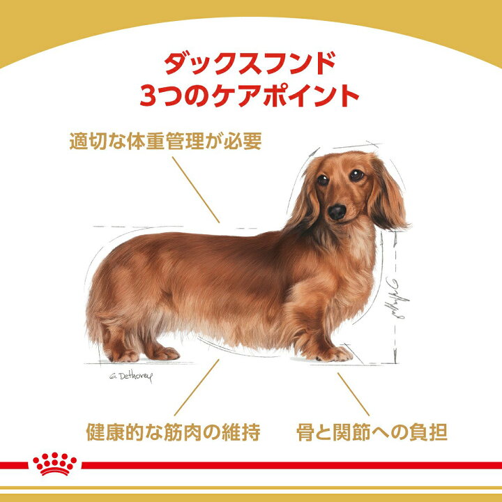 楽天市場 ロイヤルカナン ダックスフンド 成犬用 １ ５ｋｇ ３１８２５５０７１７３３５ ジップ付 お一人様５点限り 関東当日便 Charm 楽天市場店