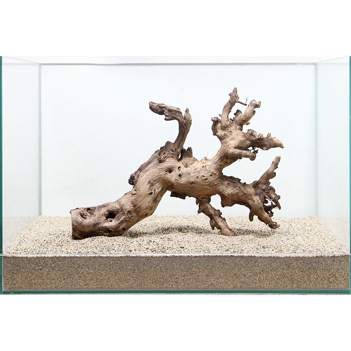 楽天市場 一点物 サンゴウッド ４５ｃｍ水槽用 ８９４７５１ 関東当日便 Charm 楽天市場店