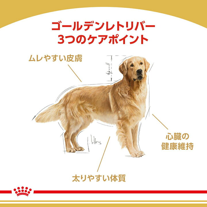 楽天市場】ロイヤルカナン ゴールデンレトリバー 成犬・高齢犬用 