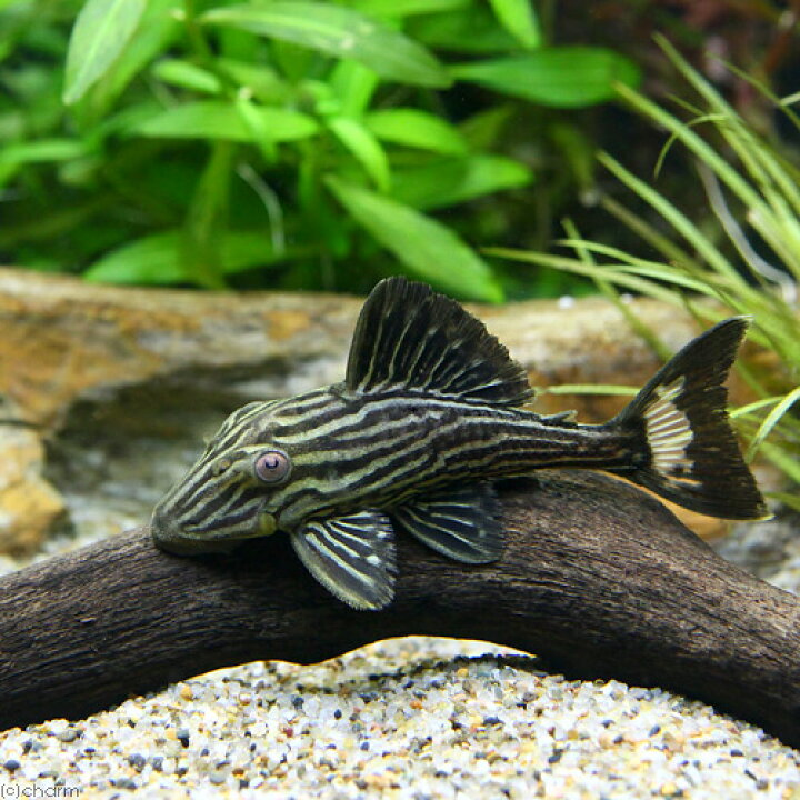 楽天市場】（熱帯魚）ゴールデンサンダーロイヤルプレコ Sサイズ 