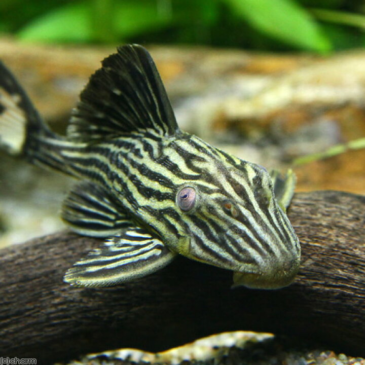 楽天市場】（熱帯魚）ゴールデンサンダーロイヤルプレコ Sサイズ 