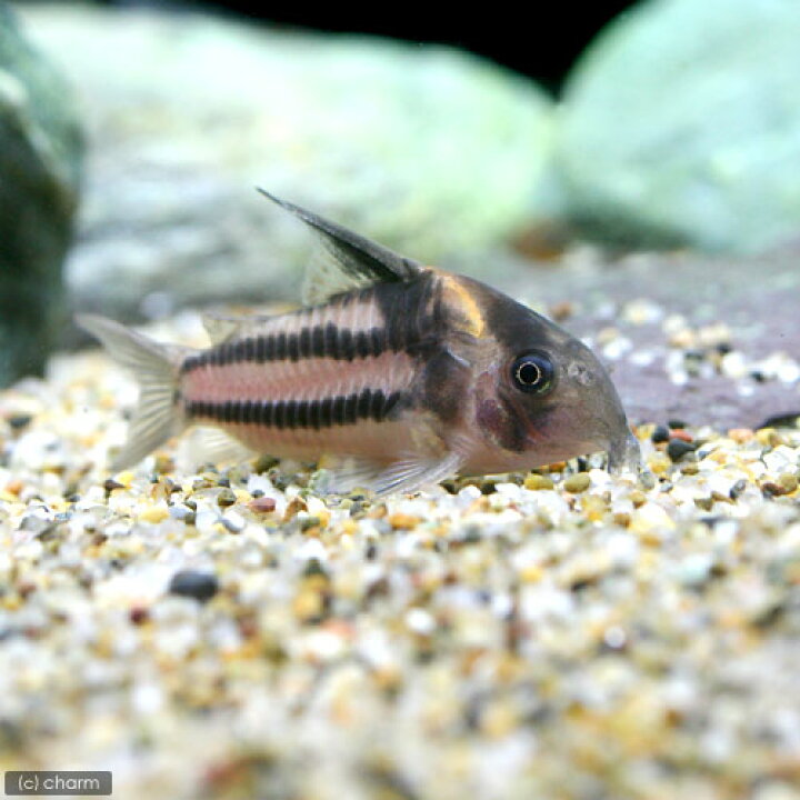 楽天市場】（熱帯魚）コリドラス・スーパーパラレルス（ワイルド）（1 