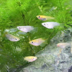 楽天市場 魚 メダカ ダルマの通販