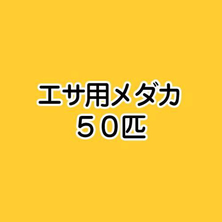 楽天市場 めだか 生餌 エサ用メダカ ５０匹 Charm 楽天市場店