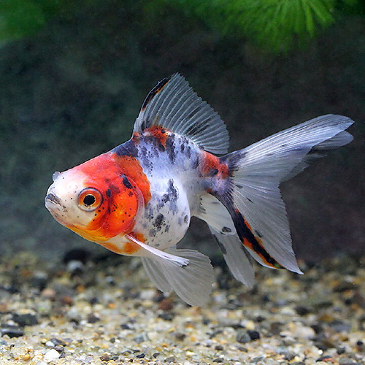 楽天市場】（国産金魚）キャリコ琉金（1匹） : charm 楽天市場店