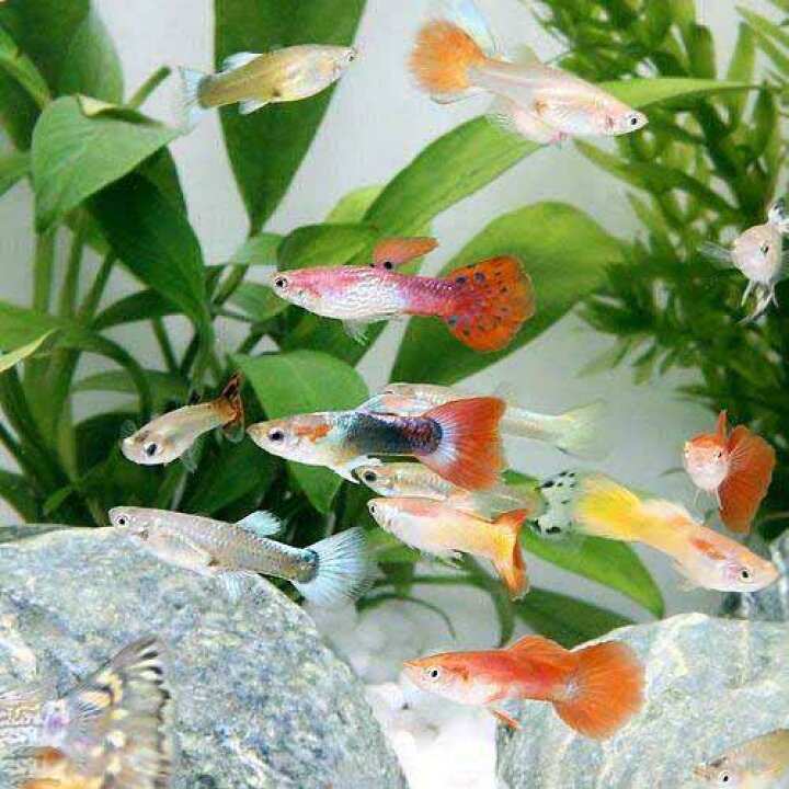 楽天市場 熱帯魚 外国産ミックスグッピー １０ペア 北海道航空便要保温 Charm 楽天市場店