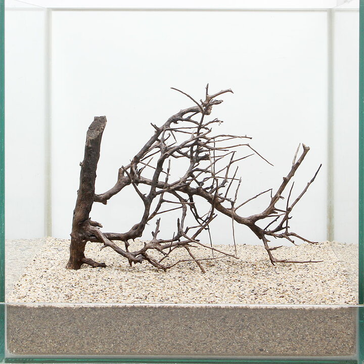 楽天市場 一点物 ブルームウッド ３０ｃｍ水槽用 ８９６９５２ 関東当日便 Charm 楽天市場店