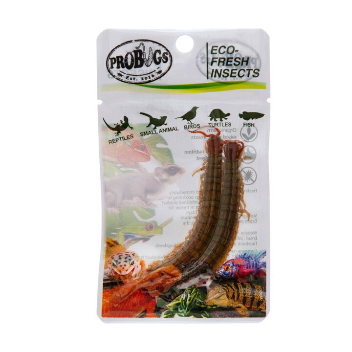 楽天市場 プロバグズ 真空パック生昆虫 ムカデ 2匹入 常温保存可 アロワナ 爬虫類 肉食魚 大型魚 生餌 生き餌 エサ 餌 フード 関東当日便 Charm 楽天市場店 楽天市場 プロバグズ 真空パック生昆虫 ムカデ 2匹入 常温保存可 アロワナ 爬虫類 肉食魚 大型魚 生餌 生き餌 エサ 餌 フード 関東当日便 Charm 楽天市場店