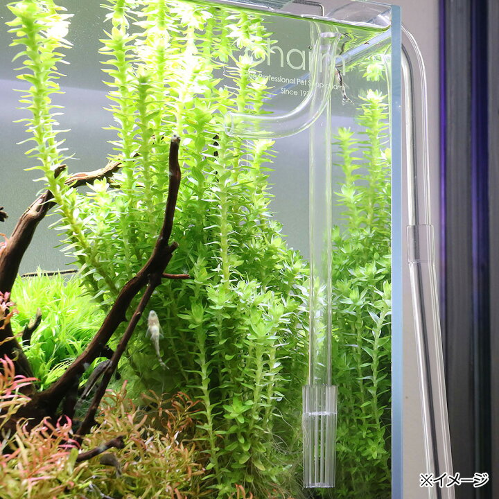 楽天市場 リーフオリジナル オーバーフローパイプ クリア ３０ｃｍ水槽用 直径１２ １６のホース用 半透明 乳白色 関東当日便 Charm 楽天市場店